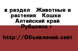  в раздел : Животные и растения » Кошки . Алтайский край,Рубцовск г.